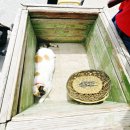 성공목장 | 🐑 대관령 양떼목장 후기 (2026 최신) | 입장료·건초체험·포토존·주차·꿀팁 총정리