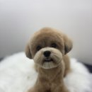 뽀그리독 | 인천애견미용 우리 강아지의 행복한 변신! 뽀그리독 체험 후기