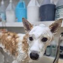 얼바인동물병원 이미지