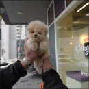 퍼피애견샵 이미지