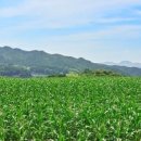 곡성-162 이미지