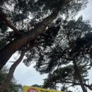 밀양유원지야영장 | 경남 밀양캠핑장 기회송림공원야영장 소나무아래에서 🏕