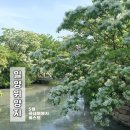 5월 국내여행 어디갈까? 밀양 이팝나무 명소 best 위양지 실시간