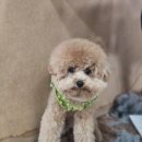 애견미용 이미지