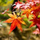 보은중학교 | 가을 단풍놀이-충북 보은 말티재와 속리산 법주사 맛집 추천!