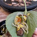 대전 도마동 배재대 맛집 고구려 가성비 무한리필 고기집 추천