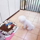 놀러와캣독 이미지