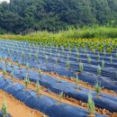 유계리 농장 이미지