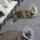 심바동물병원 | 코코 심바동물병원.