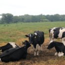 기세축산 이미지