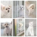 원 반려동물 미용실 네이버블로그