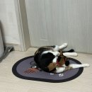 다다그루밍 이미지