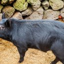 장수흑돼지 이미지