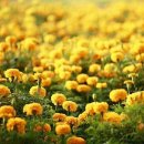 ﻿오늘의탄생화-(6월5일) 🌸 메리골드(Marigold), 천수국, 홍황초 이미지