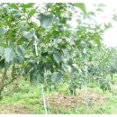 새내농장 이미지