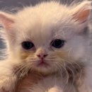 고양이분양 제나캣 화명점 이미지