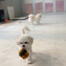 체리쉬독 이미지