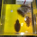 연안주차세차장 | 연안부두 어시장 꽃게파튀