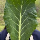 토마토상조