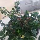 부평우체국 이미지