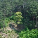 황금소나무 이미지