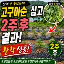 [광고] 고구마순 심기 후 2주 성장 기록｜고구마모종 활착 성공 후기 (열정농부 구매)