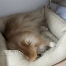 오늘의강아지 | 강아지 면역력 떨어진 것 같을 때 꾸준히 챙겨본 후기