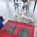 댕토피아 이미지