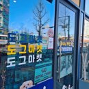 도그마캣일산
