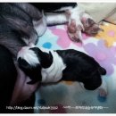 악동강아지 이미지