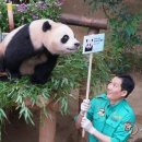 판다 이미지