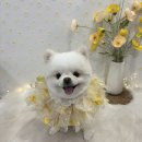 어썸펫 이미지