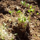 강원도 횡성군 횡성읍 앞들서2로 이미지