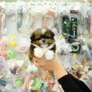 달링하이울산 이미지