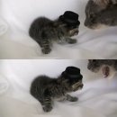 고양이 모자 이미지