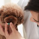 하이동물병원 이미지