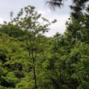 오동근린공원 이미지