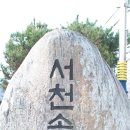 소백산 영주 십리 벚꽃. 솔 밭길 이미지