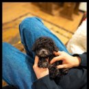 퍼피트렌드 이미지