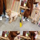 도그맘애견 이미지