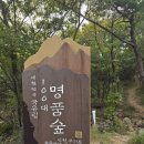 1026 구절초 이미지