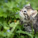 바스테트(Bastet) 이미지
