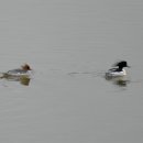 회천식당 이미지