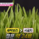 보리, 愛 네이버블로그
