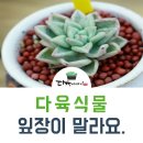 다육식물 잎장이 말라요/아이보리 살리기 이미지