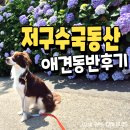 동산 | 거제 수국명소 저구수국동산 애견동반 후기