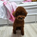 꼬맹이네 멍발소 이미지