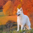 화이트 독 이미지