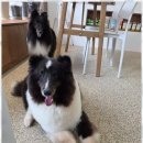 드웰 | 성산동애견미용 우리 강아지를 위한 최고의 선택, 살롱드웰 후기