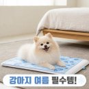 강아지 여름 필수템 시온 듀라론 무자극 애견 냉감패드 소형 50x60 솔직 후기